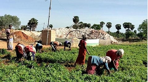 சிவகங்கை அருகே சாத்தனியில் நிலக்கடலை பறிக்கும் பணியில் ஈடுபட்டுள்ள விவசாயிகள்.