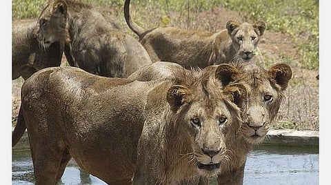 வனவிலங்குகளைக் காக்க ஐஏஎஸ் அதிகாரி தலைமையில் பணிக்குழு