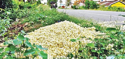 காவேரிப்பட்டணம் அருகே திம்மாபுரம் தோட்டக்கலைத்துறை பண்ணை எதிரே சாலையோரம் கொட்டப்பட்டுள்ள மல்லிகை பூக்கள்.