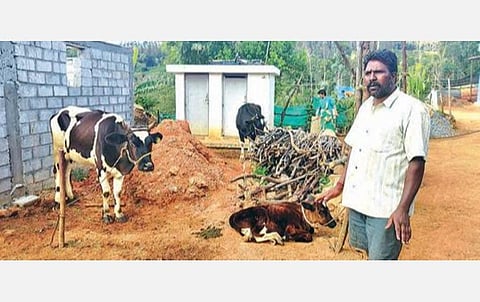 கால்நடை மருத்துவர்கள், தடுப்பூசி இல்லாததால் கோமாரி நோய் தாக்குதலுக்கு உயிரிழக்கும் மாடுகள்: பாதிப்புக்குள்ளாகும் விவசாயிகள் கவலை