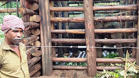 யானை சங்கருடன் பாகன் சோமன்.