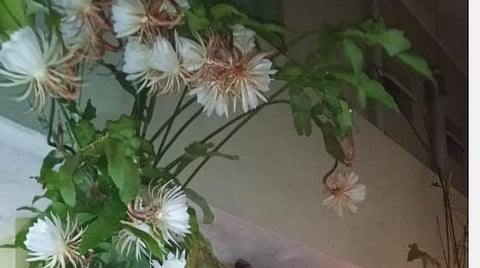 ஓசூர் மூவேந்தர் நகரில் வசிக்கும் சுப்பாராவ் வீட்டின் முன்பு மலர்ந்துள்ள பிரம்மக் கமல மலர்கள்.