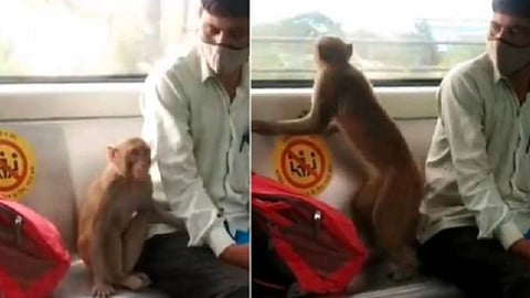 டெல்லி மெட்ரோவில் பயணம் செய்த குரங்கு: 'மாஸ்க் போடவில்லையா' என கமென்ட் அடித்த பயணி