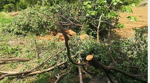 சேலம் மாவட்டம், காடையாம்பட்டி அருகே உள்ள ஒலகூர் கிராமத்தில் விவசாய நிலத்தில் இருந்த சந்தன மரங்கள் மர்ம கும்பலால் வெட்டிக் கடத்தப்பட்டுள்ளன.