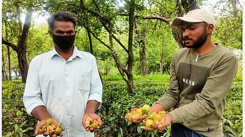 சேதமடைந்த பேரிக்காய்களைக் காண்பிக்கும் விவசாயி.
