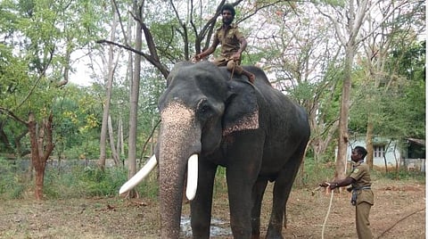 கோவை டாப்ஸ்லிப் முகாமில் இருந்து மேட்டுப்பாளையத்துக்கு இன்று அழைத்துவரப்பட்ட கும்கி யானை மாரியப்பன்.