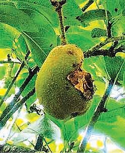 பறவைகள், விலங்குகளால் குறையும் பேரிக்காய் மகசூல்: ஆண்டுதோறும் பல லட்ச ரூபாய் இழப்பு ஏற்படுவதாக நீலகிரி விவசாயிகள் கவலை