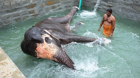 குளம்போல் தண்ணீர் நிரப்பப்பட்ட குளியல் தொட்டியில் குதூகலத்துடன் குளித்து மகிழ்ந்த திருவானைக்காவல் கோயில் யானை அகிலா.