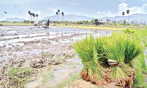 அம்பாசமுத்திரம் அருகே செம்பத்திமேடு பகுதியில் நெல் நாற்றுகளை நடவு செய்யும் தொழிலாளர்கள்.  (அடுத்த படம்) நாற்று நடுவதற்கு முன் விவசாய நிலத்தை பண்படுத்தும் விவசாயி. 				         படங்கள்: மு.லெட்சுமி அருண்.