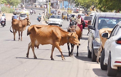 திருநெல்வேலி வண்ணார்பேட்டை தெற்கு புறவழிச்சாலையில் வாகனங்களுக்கு மத்தியில் உலா வந்த கால்நடைகள். (அடுத்தபடம்) வண்ணார்பேட்டையில் விபத்தில் சிக்கிய பசுமாடு.  படங்கள்: மு.லெட்சுமி அருண்