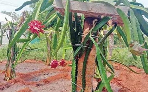 மதுரை விவசாயிகளுக்கு அறிமுகப்படுத்த டிராகன் பழ சாகுபடி செயல் விளக்கத் திடல்: தோட்டக் கலைத் துறை ஏற்பாடு