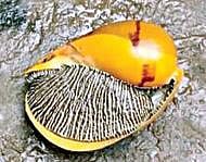 மீனவரின் வலையில் சிக்கிய மெகா நத்தை.