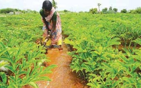 சிவகங்கை அருகே மேலச்சாலூரில் கருணைக்கிழங்கு பயிருக்கு தண்ணீர் பாய்ச்சும் பெண் விவசாயி.