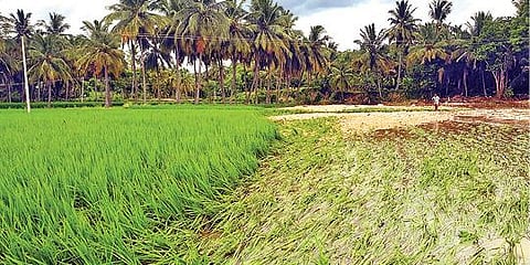 வாணியம்பாடி அடுத்த ராமசமுத்திரம் ஏரி நிரம்பி உபரி நீர் வெளியேறி விவசாய நிலத்தில் நுழைந்ததால் சேதமடைந்த நெற்பயிர்கள்.