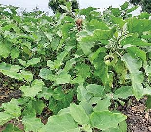 காரைக்குடி அருகே பெத்தாட்சி குடியிருப்பு பகுதியில் பூச்சித் தாக்குதலால் பாதிக்கப்பட்ட கத்திரிக்காய்.