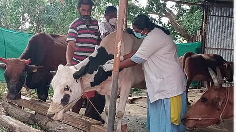 கோவை ஆனைகட்டி அருகே உள்ள ஆலமரத்துமேடு பகுதியில் உள்ள பசுமாடுகளுக்கு இன்று ஆந்த்ராக்ஸ் தடுப்பூசி செலுத்திய கால்நடை மருத்துவர்.