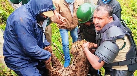 குன்னூர் அருகே சுருக்கில் சிக்கிய சிறுத்தை உயிரிழப்பு.