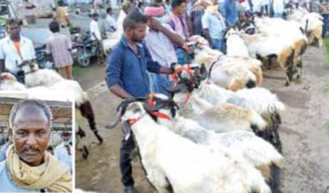 கே.வி.குப்பம் சந்தையில் ஆந்திராவில் இருந்து விற்பனைக்காக கொண்டு வரப்பட்டிருந்த நெல்லூர் ஒயிட் வகை கிடாக்கள். உள்படம்: ஆடு வியாபாரி சின்னப்பன்.  படங்கள்: வி.எம்.மணிநாதன்.