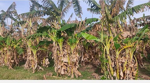 திருப்புவனம் அருகே வாவியரேந்தலில் நோயால் பாதிக்கப்பட்ட வாழை.