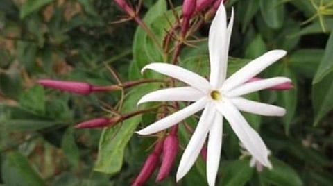 தமிழ்நாடு வேளாண் பல்கலைக்கழகத்தின் Co-1 ஸ்டார் மல்லிகை ரகம்