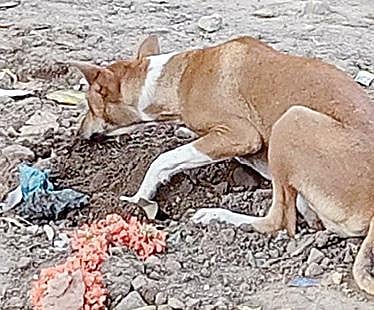 ராமநாதபுரத்தில் இறந்த எலியை புதைக்க குழி தோண்டும் நாய்.