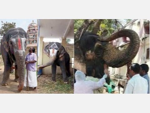 கோயில் யானைகள் பராமரிப்பு: அறிக்கை அளிக்க வனத்துறைக்கு உயர் நீதிமன்றம் உத்தரவு