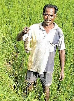 நெல் வயல்களில் பாதிப்பை ஏற்படுத்தும் எலிகள்: கட்டுப்படுத்த வேளாண் துறையினர் ஆலோசனை