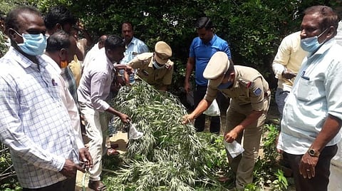 வீட்டு வாசலில் கஞ்சா செடி வளர்ப்பு: புதுச்சேரியில் 2 பேர் கைது