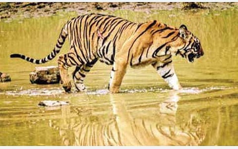 இன்று சர்வதேச புலிகள் தினம்: காடுகளை காப்பதில் முக்கியத்துவம் பெறும் புலிகள்