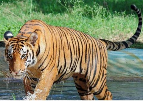 சர்வதேச புலிகள் தினம்; கானுயிர் ஆர்வலர்களுக்கு பிரதமர் மோடி வாழ்த்து