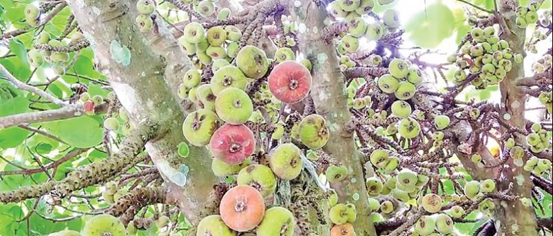 கொடைக்கானல் கீழ்மலைப் பகுதியில் காய்த்துக் குலுங்கும் மலை அத்திப்பழங்கள்.