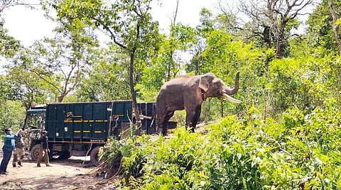 88 நாட்களுக்குப் பிறகு ரிவால்டோ யானை மரக் கூண்டிலிருந்து விடுவிப்பு: வனத்தில் விடப்பட்டது