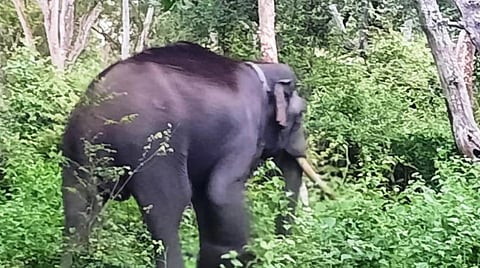 ரிவால்டோ யானை: கோப்புப்படம்