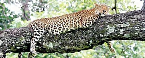 வில்லிபுத்தூர் அருகே மேற்குத் தொடர்ச்சி மலைப் பகுதியில் வசிக்கும் சிறுத்தை.