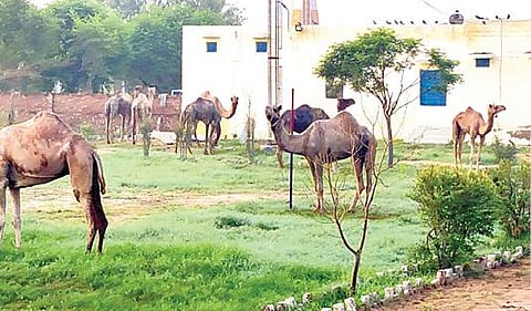 போலீஸ் நிலைய வளாகத்தில் கட்டி வைத்துள்ள ஒட்டகங்கள்.