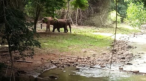ரிவால்டோ யானை விவகாரம்: முதுமலை வனத்துறையினர் கூண்டோடு மாற்றம்?