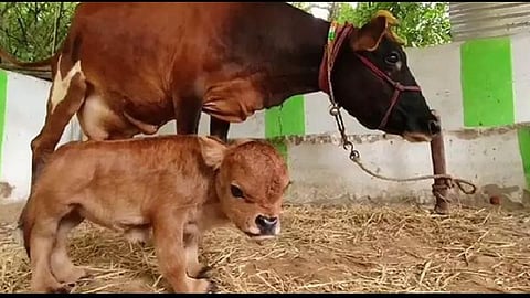 ஒரு அடி உயரத்தில் பசுங்கன்று: தாயிடம் பால் பெறமுடியாமல் சோகம்