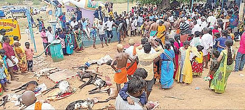 மானாமரை அருகே அய்யனார்குளம் களதி உடைய அய்யனார் கோயில் முன்பாக ஆடுகளை பலி கொடுத்து நேர்த்திக்கடன் செலுத்திய கிராம மக்கள்.