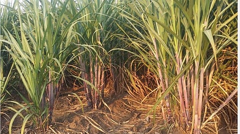 கரும்பு விலை டன்னுக்கு ரூ.50 உயர்த்தி அறிவிப்பு: விவசாயிகள் ஏமாற்றம்