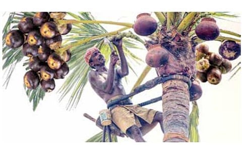 பனை என்றோர் உயர்திணை!