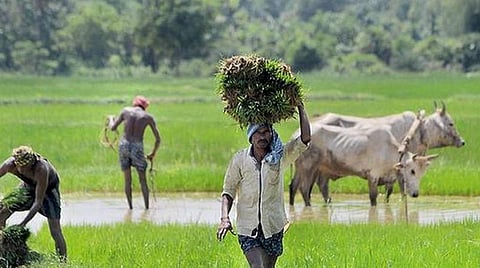 கடன் சுமையில் 50% விவசாயிகள்: சராசரி கடன் ரூ.75 ஆயிரம்