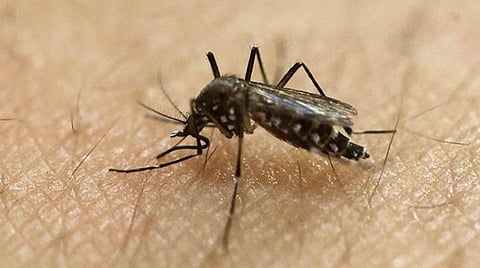 பெங்களூருவில் டெங்கு பாதிப்பு 3 மாதங்களில் 6 மடங்கு அதிகரிப்பு