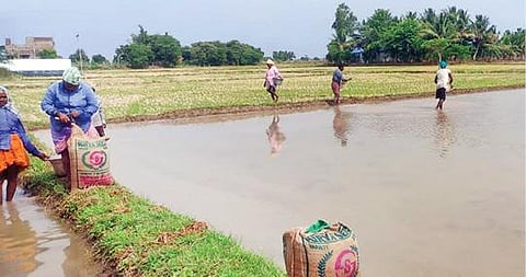 திருவாரூர் மாவட்டம், மன்னார்குடி அருகே முதல்சேத்தி கிராமத்தில் சம்பா சாகுபடிக்காக நாற்றங்காலில் விதை விடும் பணியில் ஈடுபட்டுள்ள விவசாயத் தொழிலாளர்கள்.