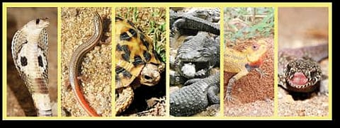 நல்ல பாம்பு 01: ஏன் இந்த வெறுப்பு?