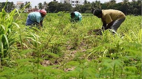 சம்பா பருவப் பயிர்களை உடனடியாகக் காப்பீடு செய்க: தமிழக அரசு வேண்டுகோள்