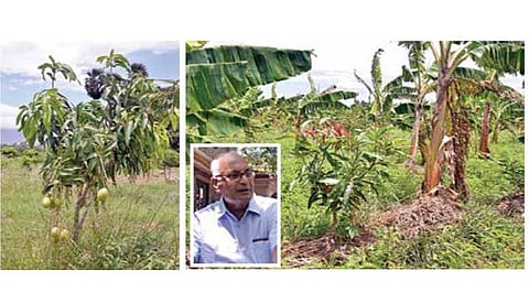 முறையாக கவாத்து செய்ததால் 3 ஆண்டுகளில் கைக்கு எட்டும் வகையில் காய்க்கும் மாமரம். (அடுத்தபடம்) மா சாகுபடி செய்துள்ள நிலத்தில் ஊடுபயிராக வாழை பயிரிடப்பட்டுள்ளது. (உள்படம்) ஈஸ்வரன்.  படம்: மு.லெட்சுமி அருண்