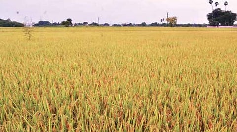 பாளையங்கோட்டை அருகே வெள்ளக்கோயில் பகுதியில் அறுவடைக்கு தயாராக விளைந்துள்ள நெற்பயிர்கள். படம்: மு. லெட்சுமி அருண்