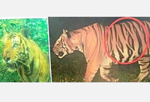 தேடப்பட்டு வரும் புலி.