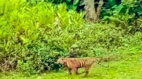 தேடப்பட்டு வந்த டி.23 புலி.