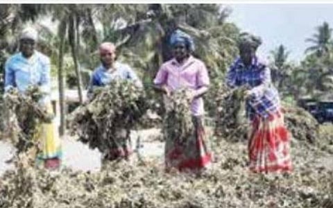 உளுந்து, பச்சைப்பயறு விவசாயிகளிடம் இருந்து நேரடிக் கொள்முதல்; எப்படி?- அரசு அறிவிப்பு